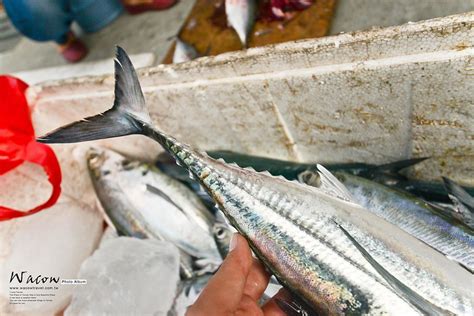 紅鐵甲魚|穿著厚厚鐵甲的冬季私房料理